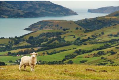 Curly Sheep Nelson