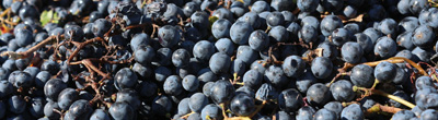 Malbec