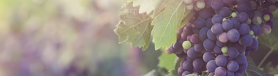 Merlot