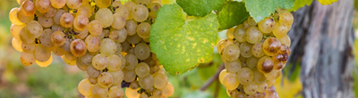 Sauvignon Blanc
