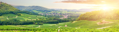 Witte wijnen uit Bourgogne